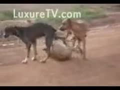 Whores adore having sex with dogs.